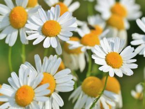 camomile flowers